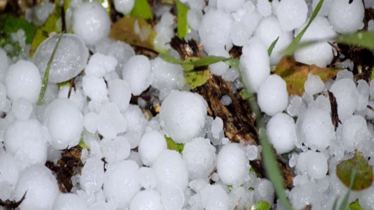 Unseasonal rains and severe hailstorms destroy crops in Haryana