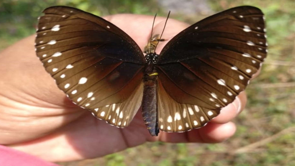 NAINITAL NOW BOASTS OF KING CROW BUTTERFLY