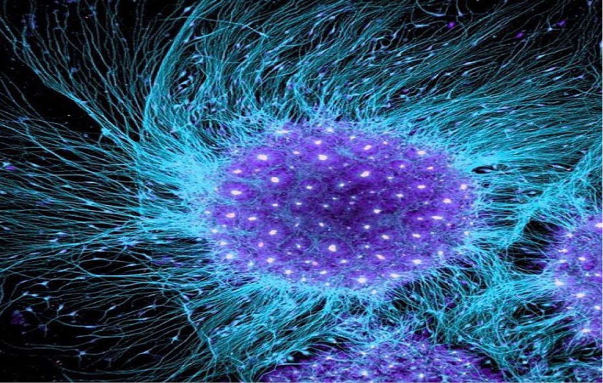 50% of brain’s cells execute new functions