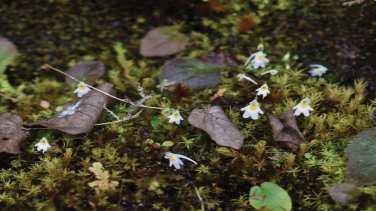 Utricularia Furcellata: Rare plant species that feeds on insects