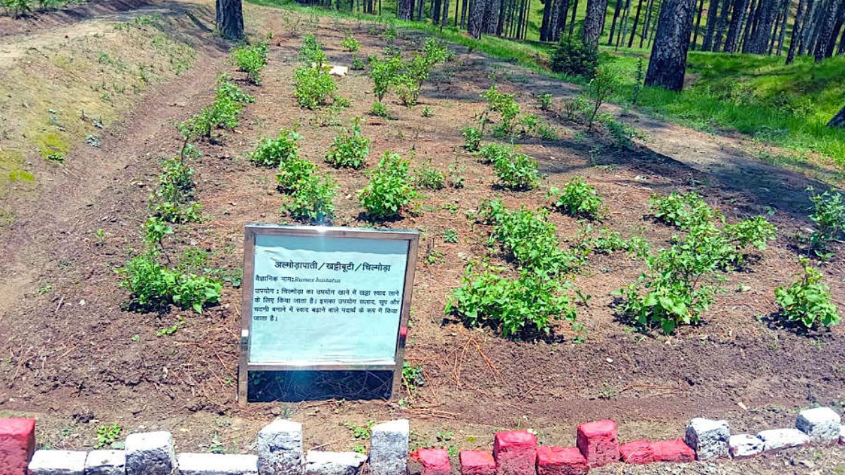 First Himalayan spice garden in Ranikhet