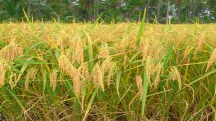 Government may curtail rice exports to ensure ‘food security’