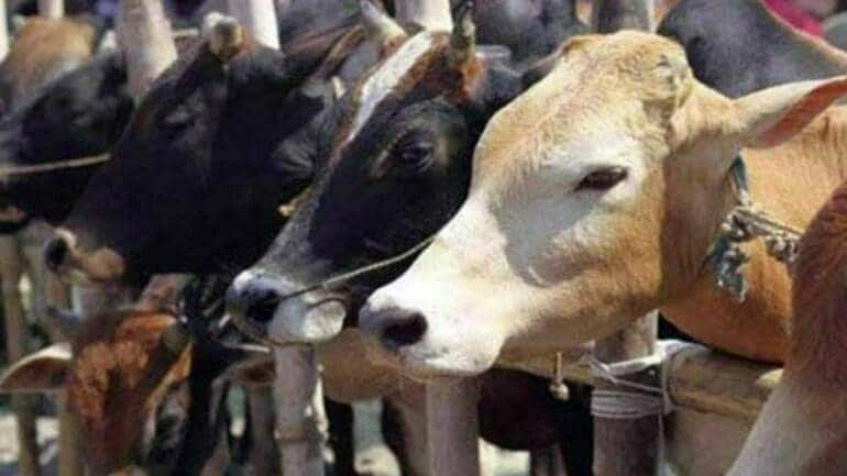 Patna: 5 cows killed, 10 injured as truck flips in Sasaram