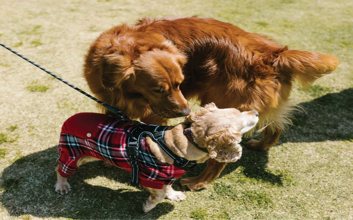 Top 9 Waterproof And Stylish Dog Raincoats: Protect Your Furry Friend In Monsoon Season