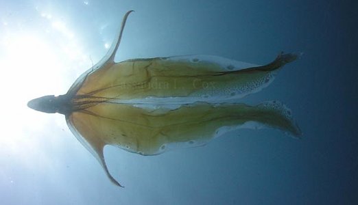 Male Octopus