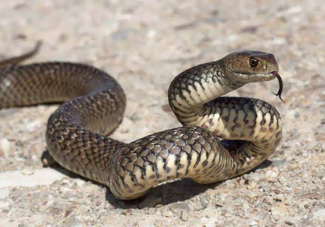 Chhattisgarh: villagers carry a woman on a cot to the hospital after bitten by snake