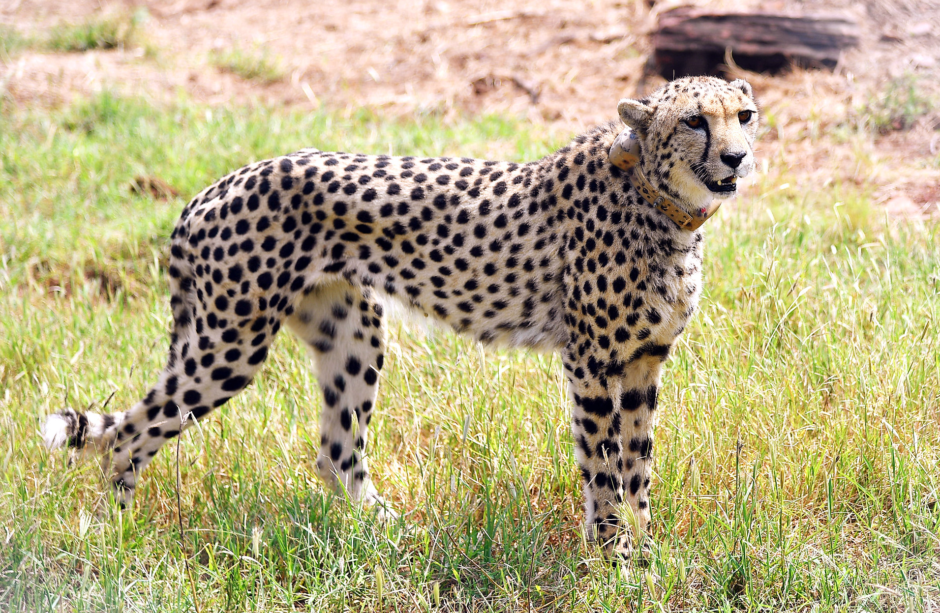 Centre sets up 9-member taskforce for monitoring cheetahs in Kuno National Park