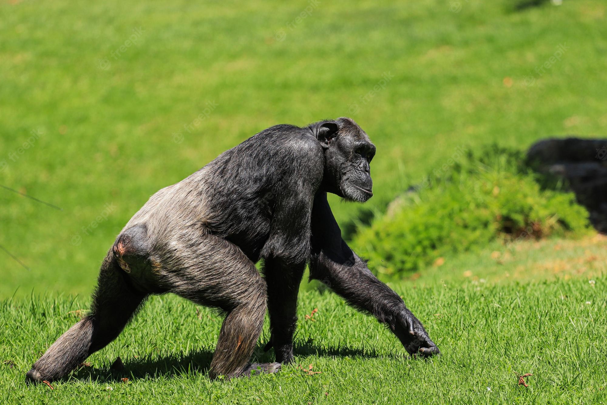 Violent Chimpanzee Attack: 8 Month Old Girl Tragically Killed In Guinea