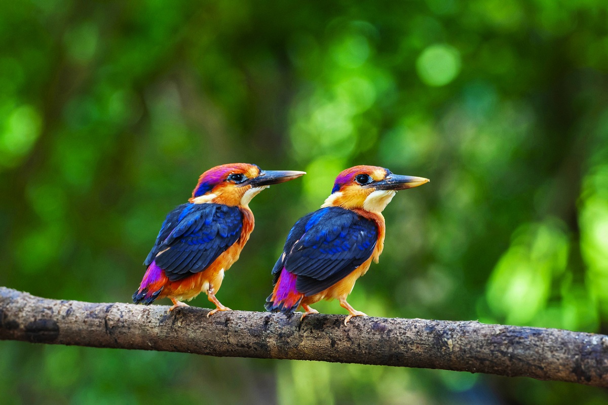 J&K: Bird festival 2022 held in Srinagar