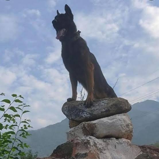 Army dog Zoom, who fought J&K militants succumb to injuries