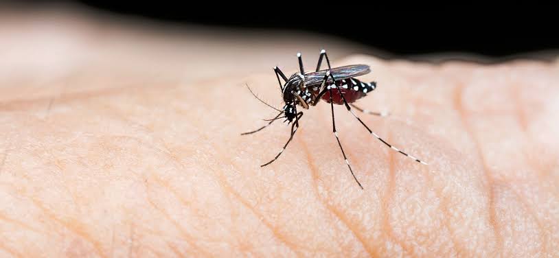 Delhi:105 Dengue cases reported last week, total number reached 348