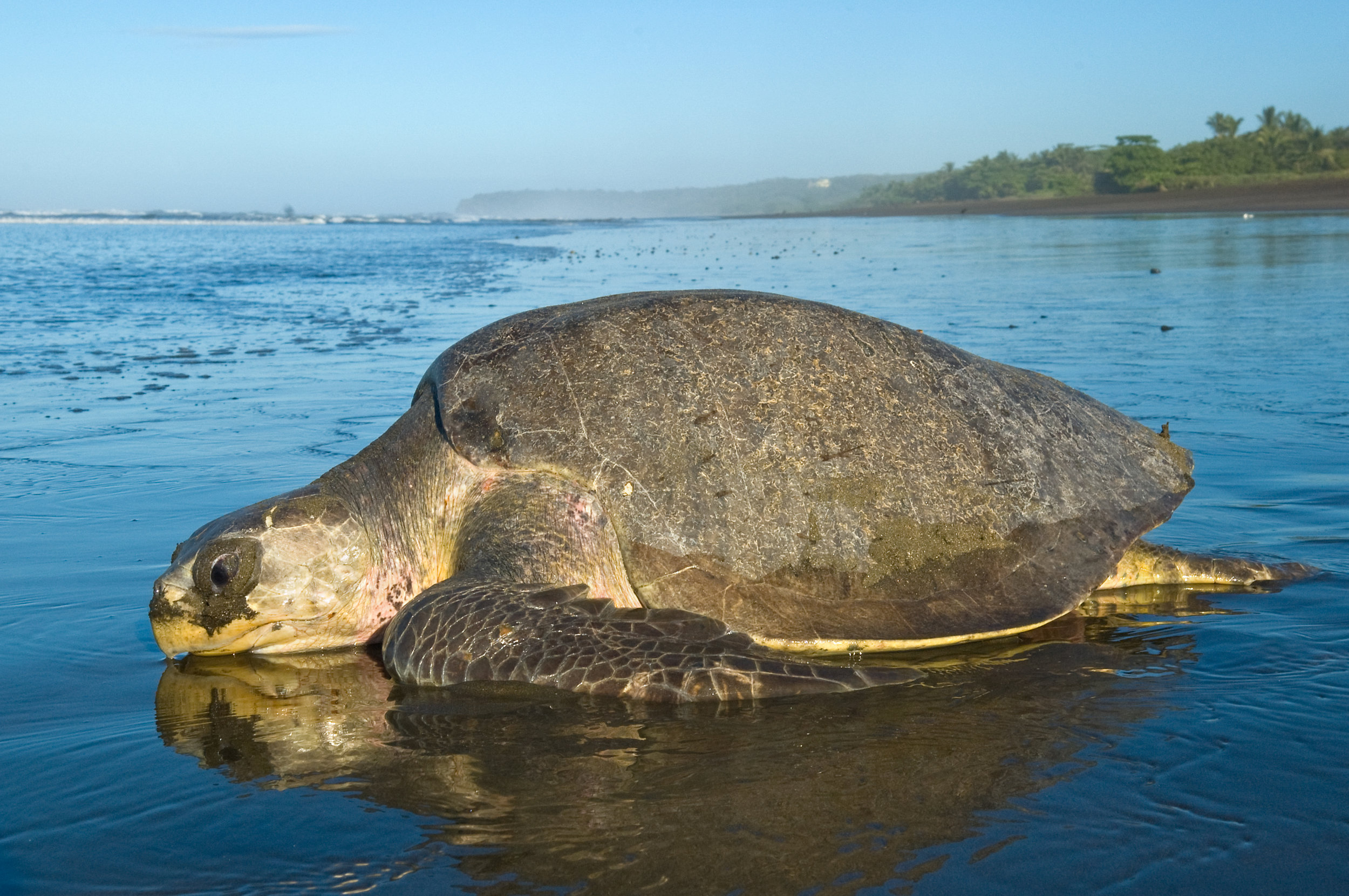 Sighting of Olive Ridley sea turtles off the coast of Odisha marks the start of the annual mass nesting season