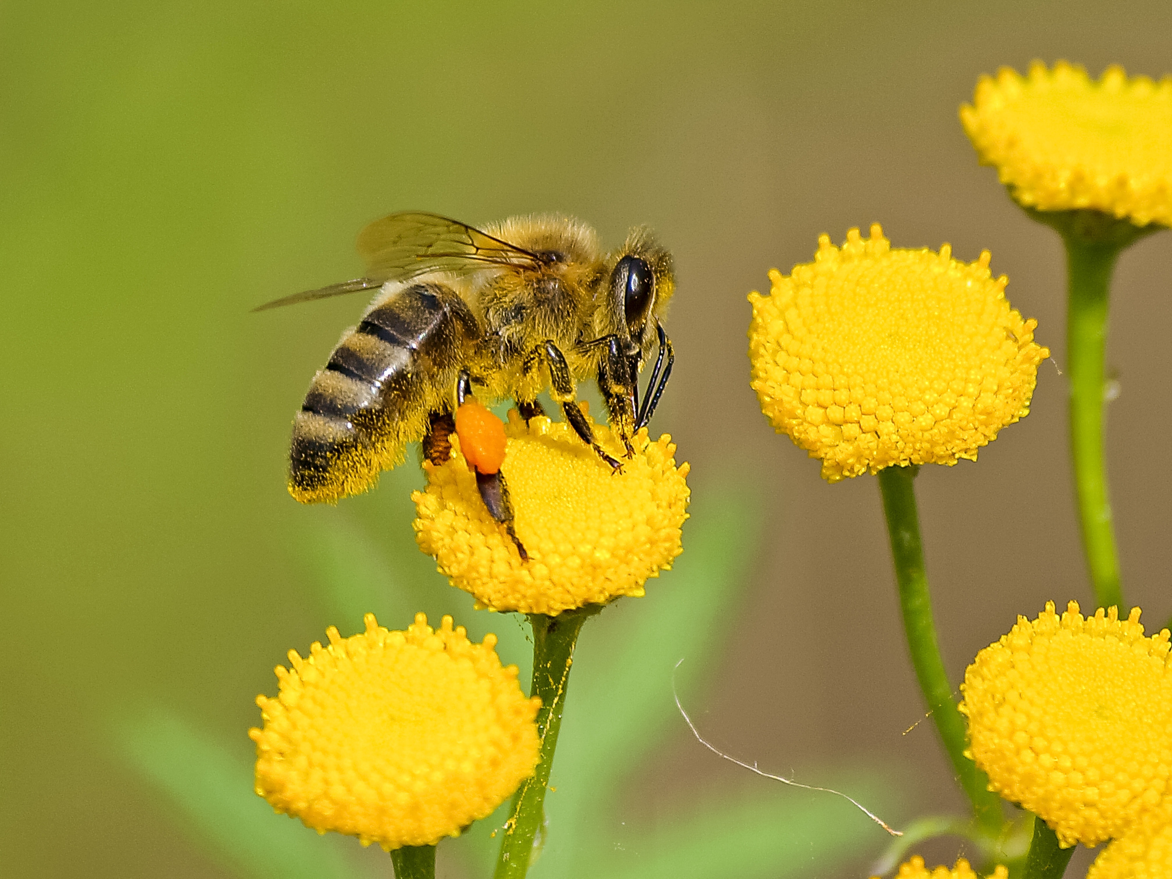 Honey bee’s life spans are 50% shorter now than it was 50 years ago