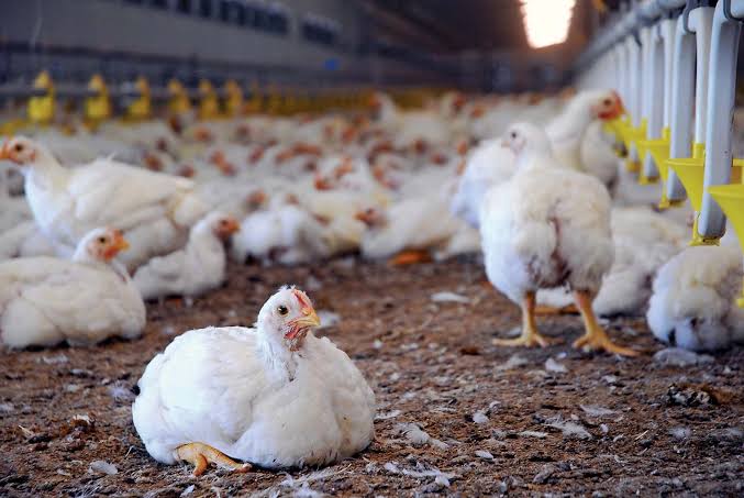 The Karnataka government issued circular outlawing poultry farming on agricultural land