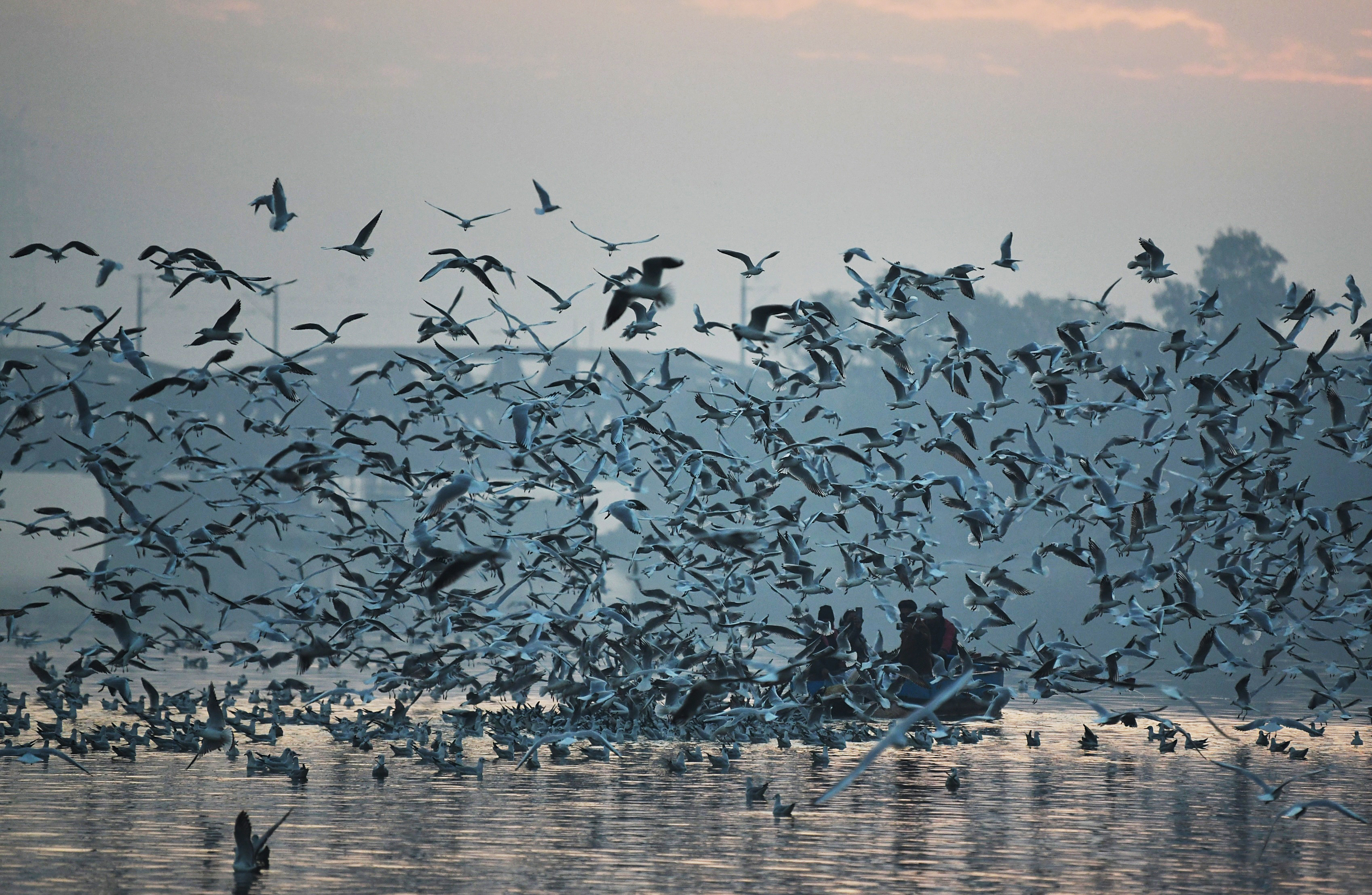 Fellowship with Feathered Friends