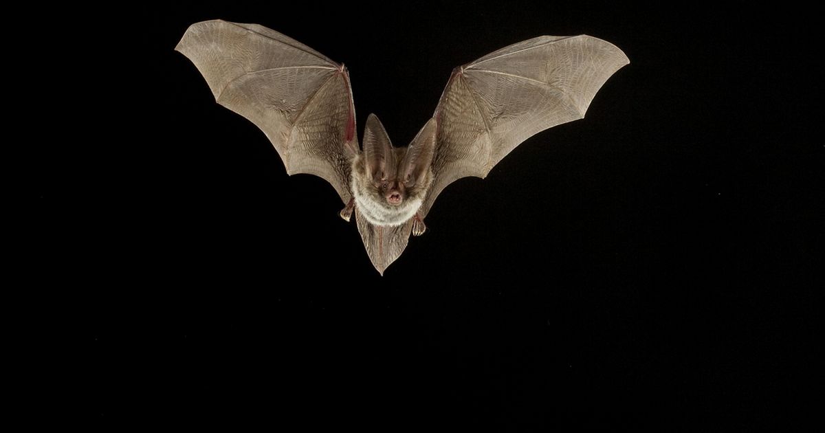 Bats use death metal “growls” to make social calls?