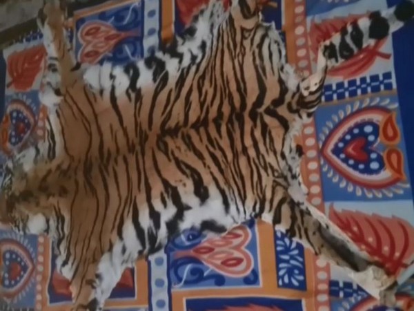 Tiger skin