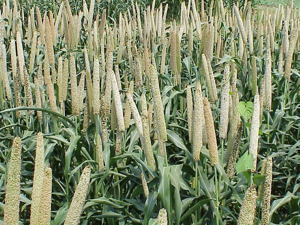 Foxtail Millet has numerous health benefits