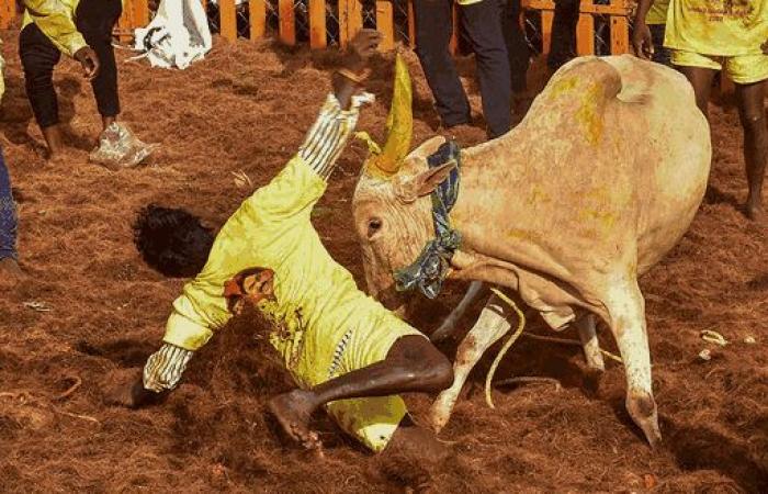 Minor boy dies at jallikattu event in Tamil Nadu