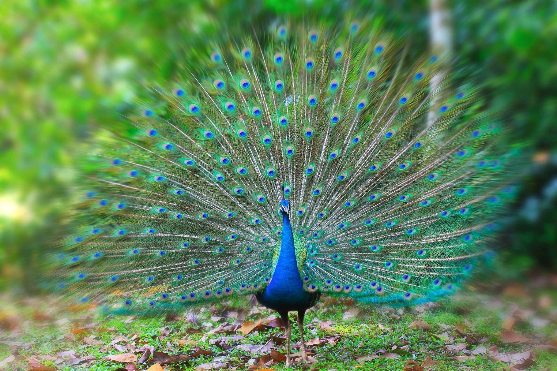 SPIRITUAL PEACOCKS 