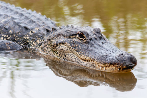 Alligators burgeon in Chambal reserve forest 