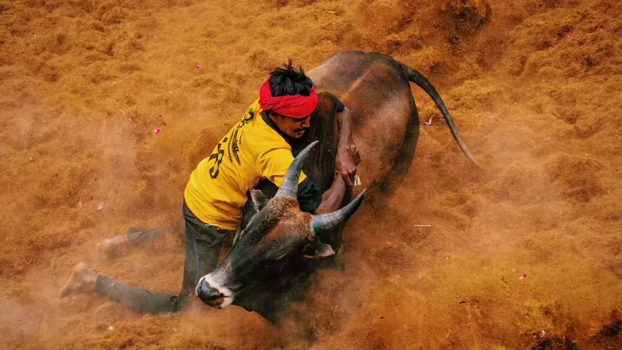 Pongal Special: ‘Jallikattu’ celebrations begins.