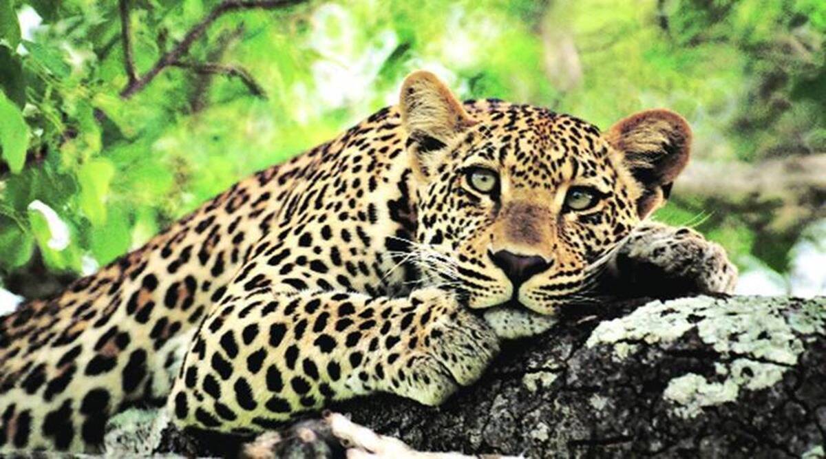 Leopard Kills a man in Manendragarh, Chattisgarh.