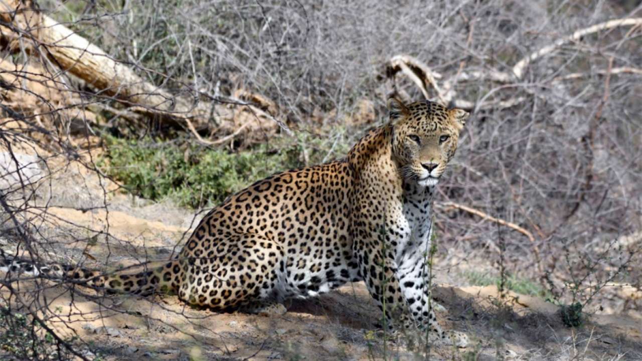 Sixth leopard captured near Tirumala temple