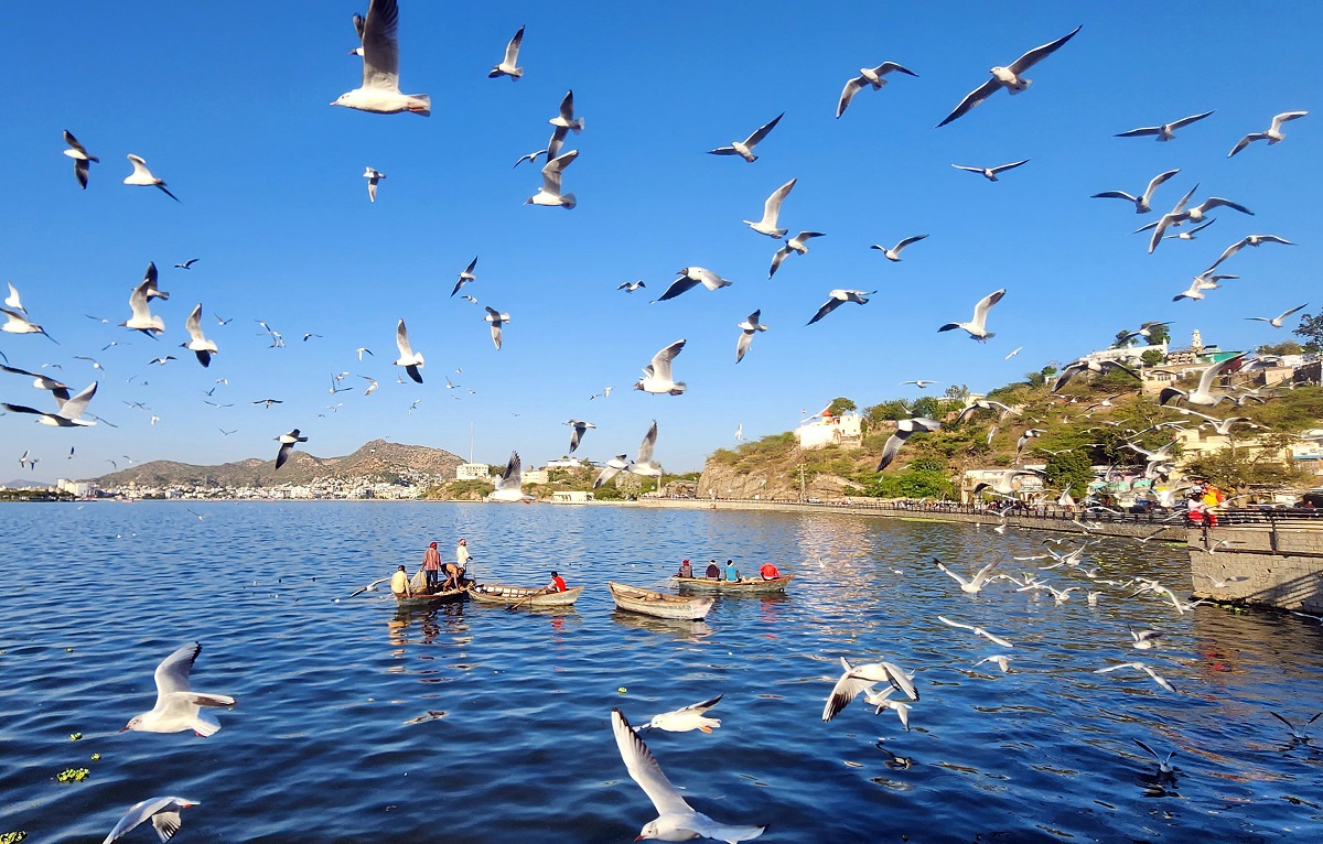 A flock of seagulls flies over the Anasagar Lake