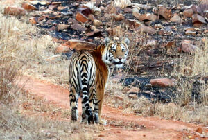 A tiger is seen at the Panna Tiger Reserve