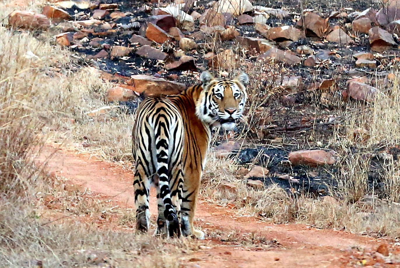 A tiger is seen at the Panna Tiger Reserve