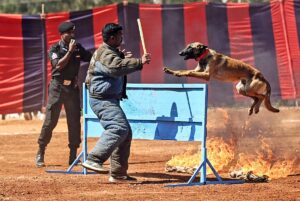 4th MHA National Police K9 Seminar: A dog from the BSF K9 Squad performs a stunt