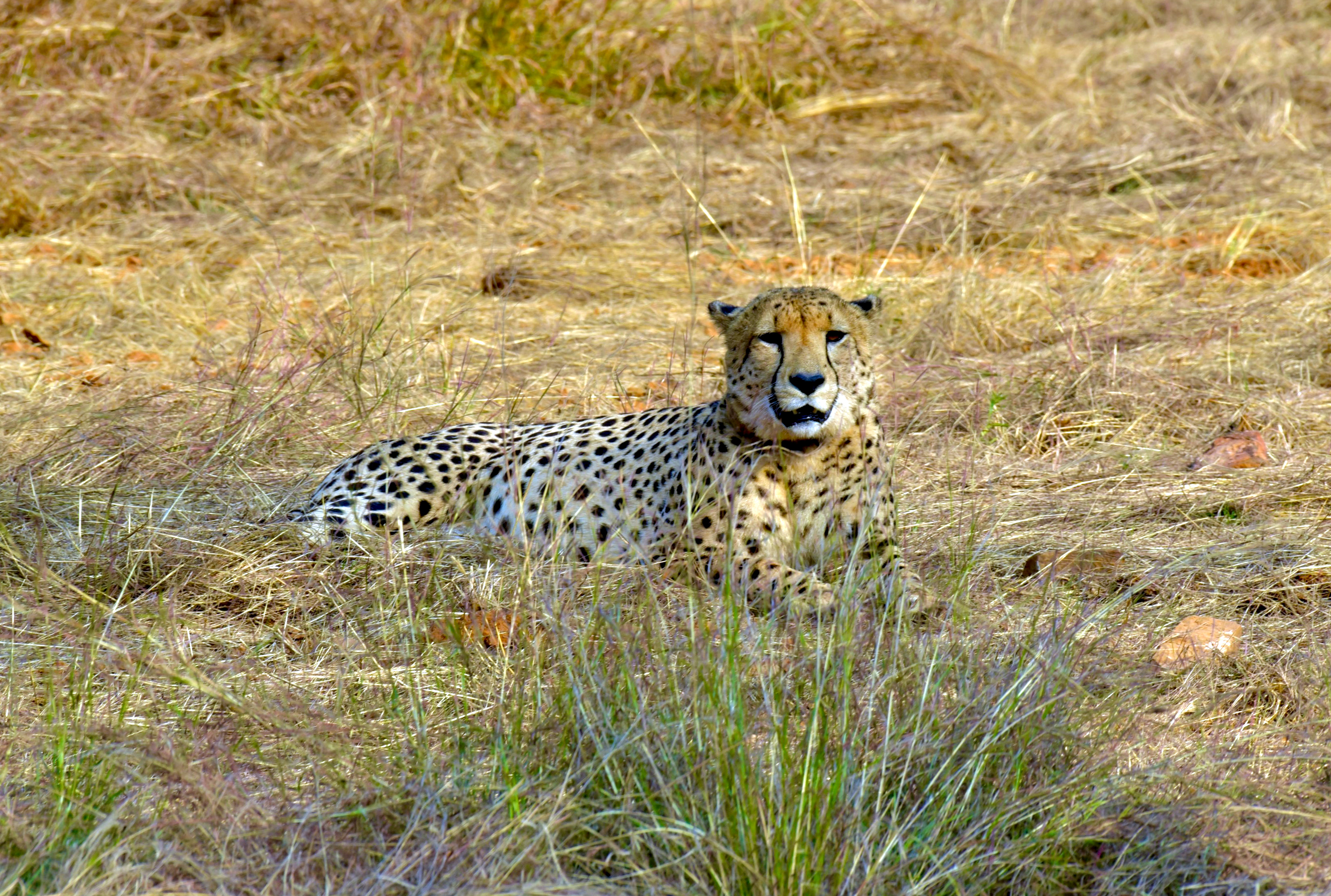 Namibian cheetahs to be released into the wild in a month