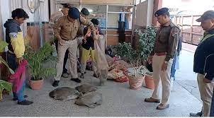 RPF confiscates 150 turtles from North East Express