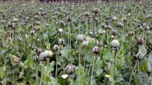 Jharkhand: Police busts opium cultivation in Naxal-hit Lohardaga forest