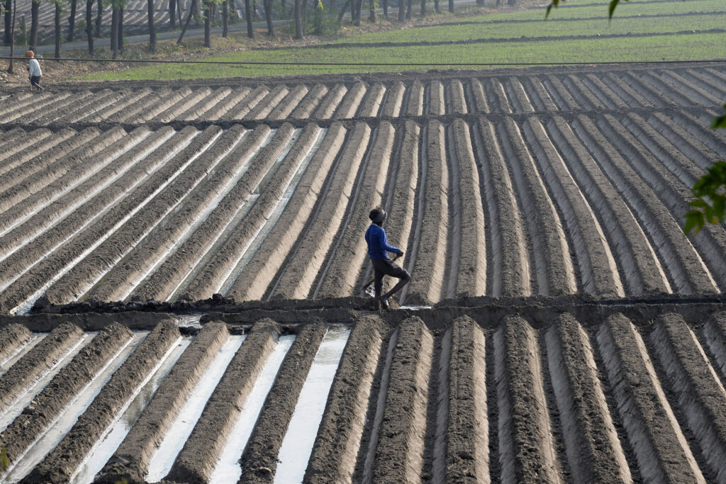 ‘Low MSP’ to farmers due to excessive supply of potatoes