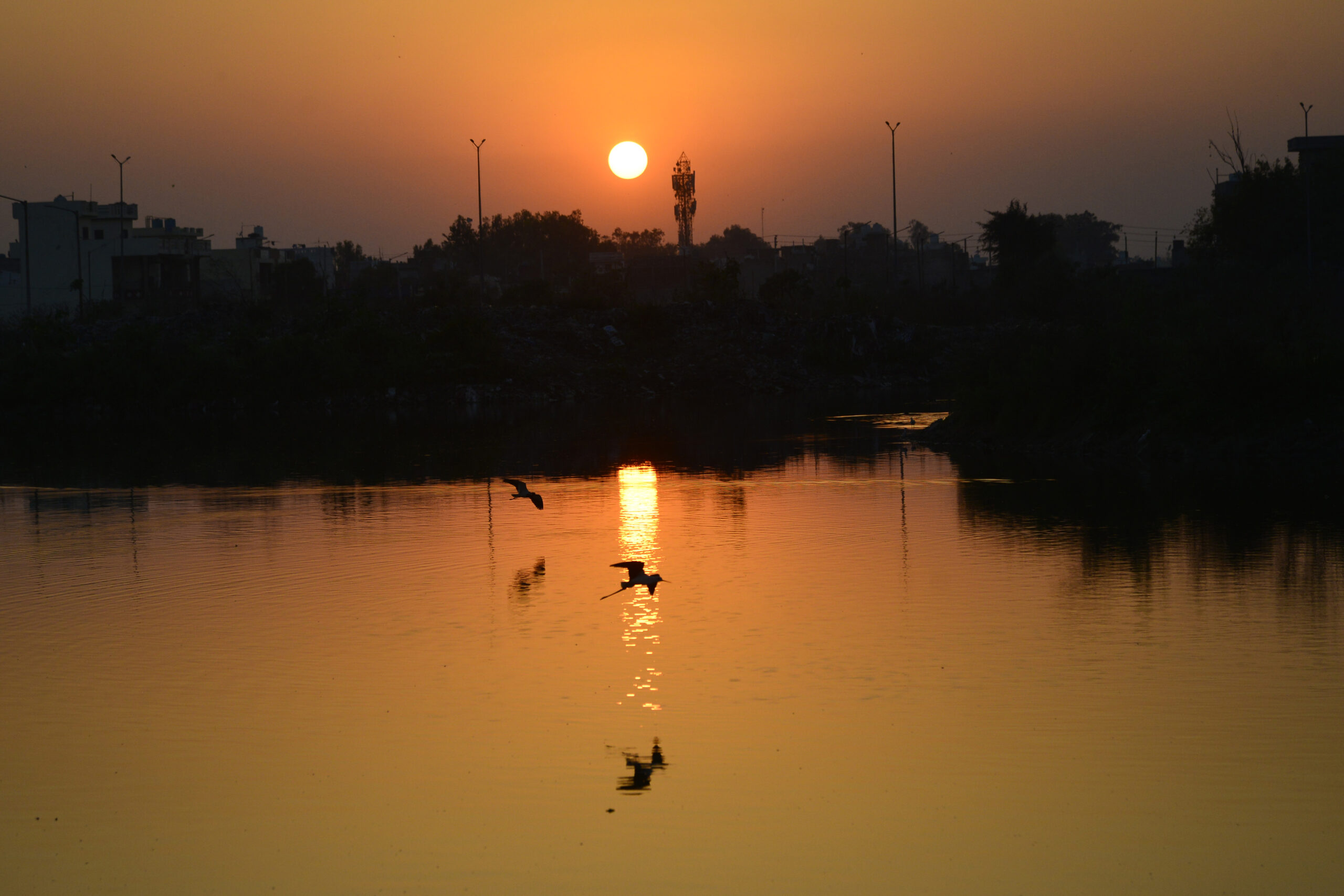 Birds fly over pond during sunset