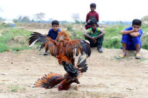 Children watch a pair of roosters fight