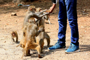 Monkeys quenching food from a passer-by