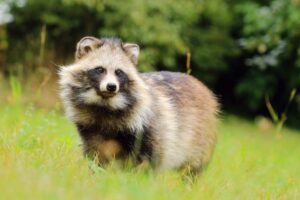 Covid-19 found in raccoon dogs in China: Report