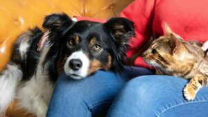 Pet dog or cat might lead to restless night