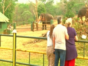 Tourists line up to see elephants from ‘Elephant Whisperers