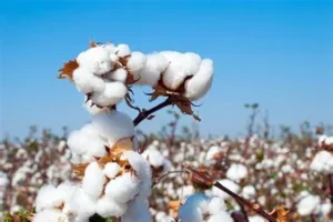 Low cotton production hampers textile industry in Pakistan