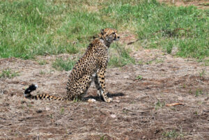 Cheetah needs more space in other parks beyond Kuno