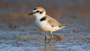 Hanuman plover reinstated as species after 86 years