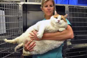 40 pound Virginia cat termed heaviest in the world