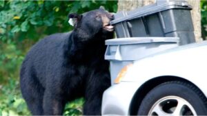 Canadian Black Bear Broke into Car and Drank 69 Cans of Soda