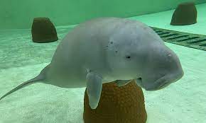 Environment Agency – Abu Dhabi saves and rehabilitates dugong calf