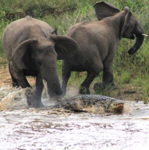 Mother elephant fights off crocodile to save calf