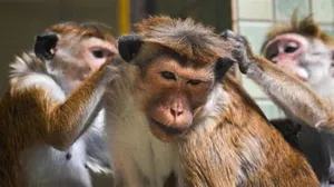 Sri Lanka to send 1,00,000 endangered monkeys to China